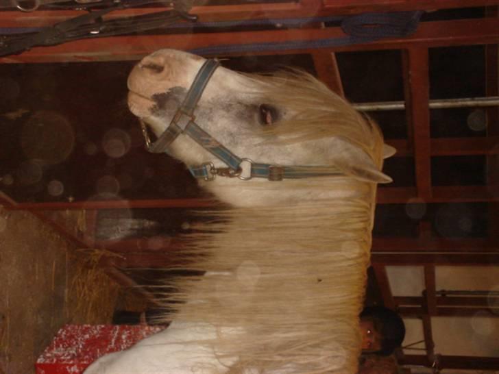 Anden særlig race thor billede 5