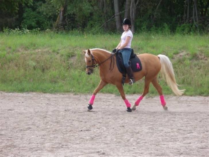 Hollandsk Sportspony Paula SOLGT - Da det stadig var varmt nok til at ride ude...Omkring midt Juni billede 6