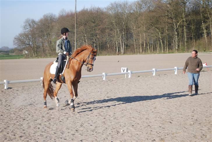 Tysk Sportspony Vanja 2 billede 18