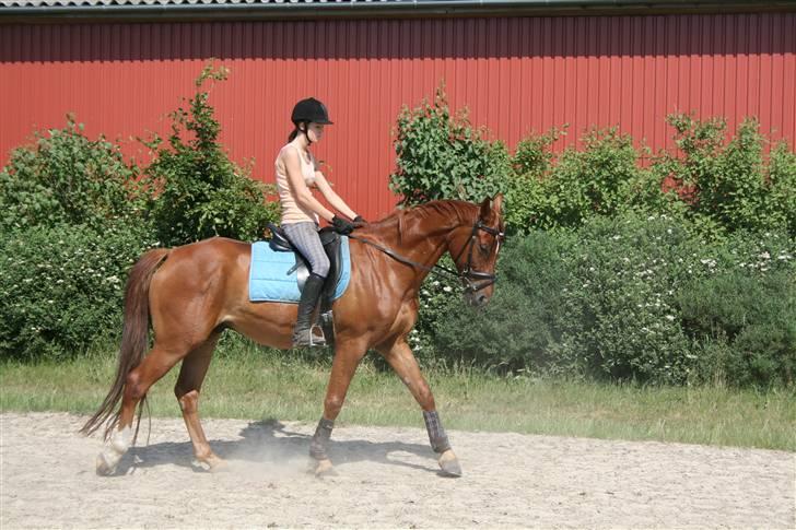 Polsk Varmblod Nadir Solgt billede 2