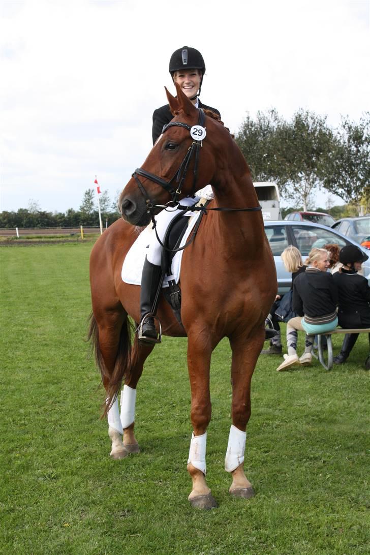 Polsk Varmblod Nadir Solgt billede 4