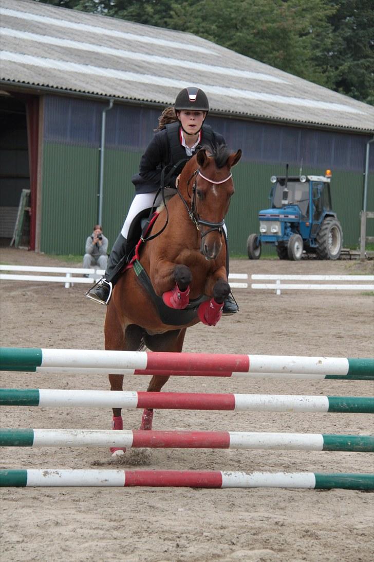 Hollandsk Sportspony Aurora Monique <3 - Mumu og Louise til klubmesterskab i spring. Mumu har ikke sprunget bane i over 2 ½ år.  billede 15
