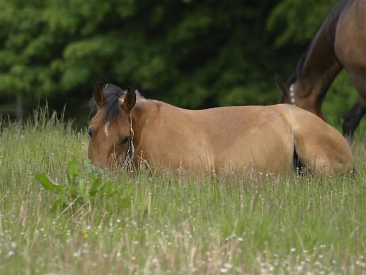Hollandsk Sportspony Aurora Monique <3 - Første dag på græsfold i sommeren 2009. billede 8