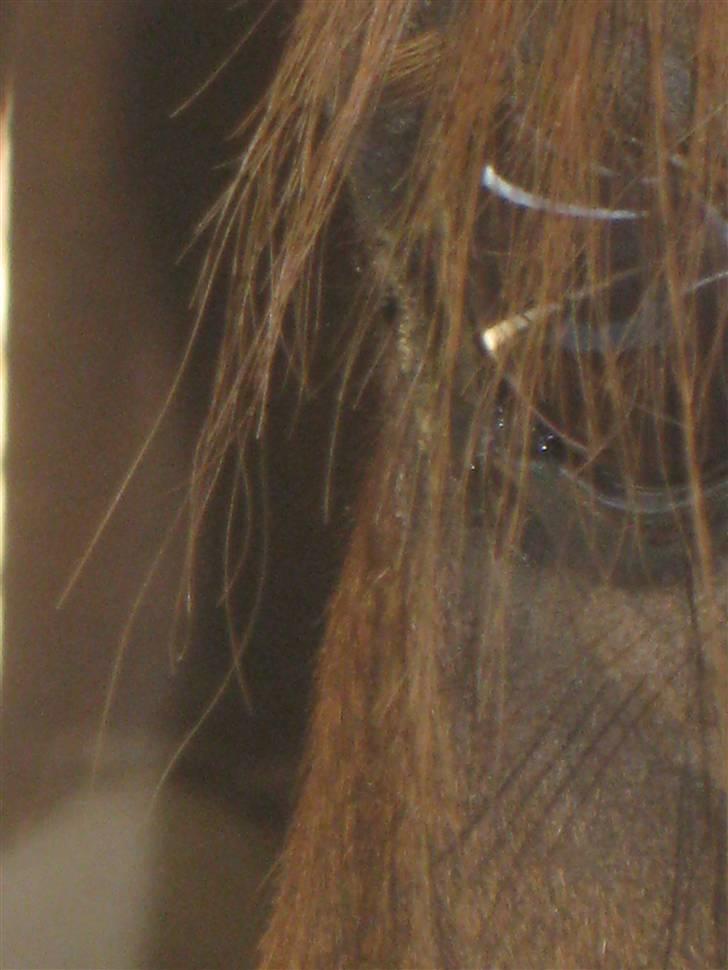 Sportsaraber (A) kashmir - Velkommen til kashmir´s profil billede 5