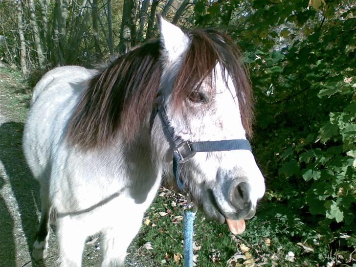 Anden særlig race Snebold  - Snebold blev sur på katten og rakte tunge :P *NYT Foto: Mig billede 15