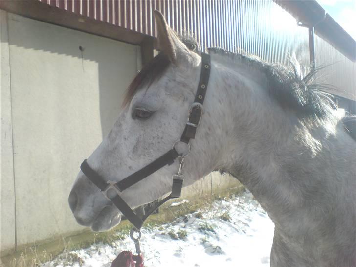 Sportsaraber (A) Miss Light billede 12