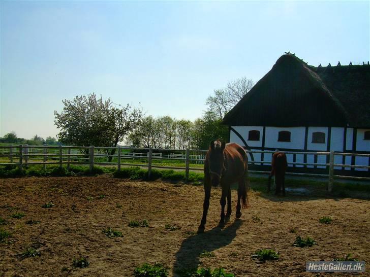 Standardbred Celeste(passer) R.I.P † - Kigger på Diana se om hun evt har noget godt guf billede 13