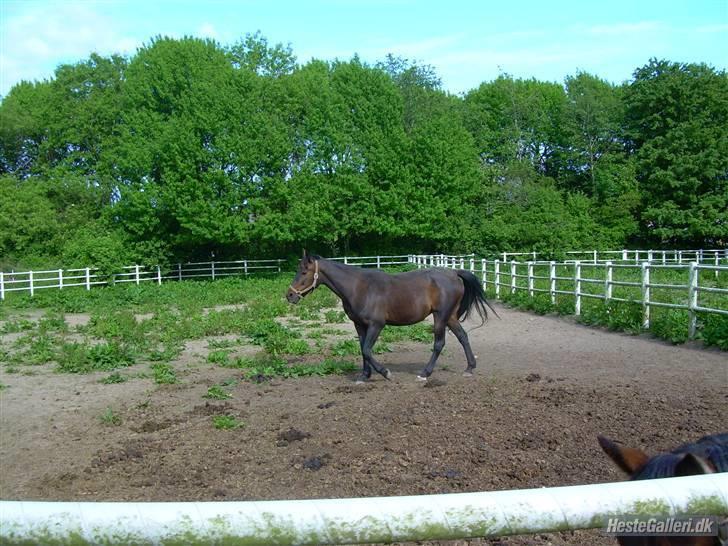 Standardbred Celeste(passer) R.I.P † - Mener hun går op til Flemming eller Maria billede 14