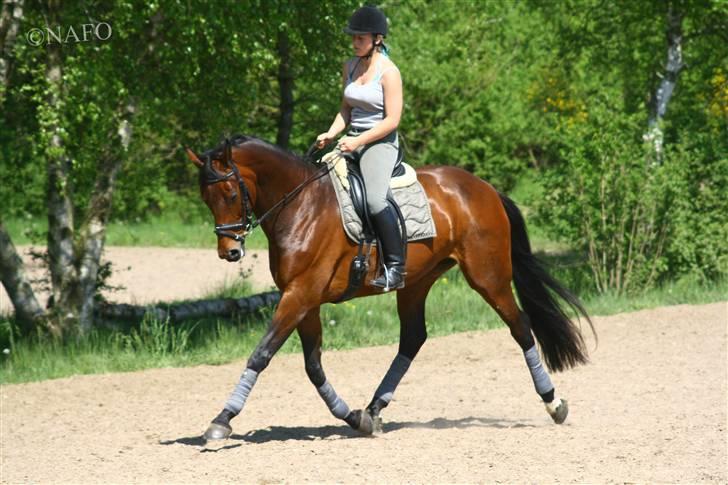 Dansk Varmblod Heinsgårdens Lavita RDH - Dressur d 12 maj . Wauw :P billede 2