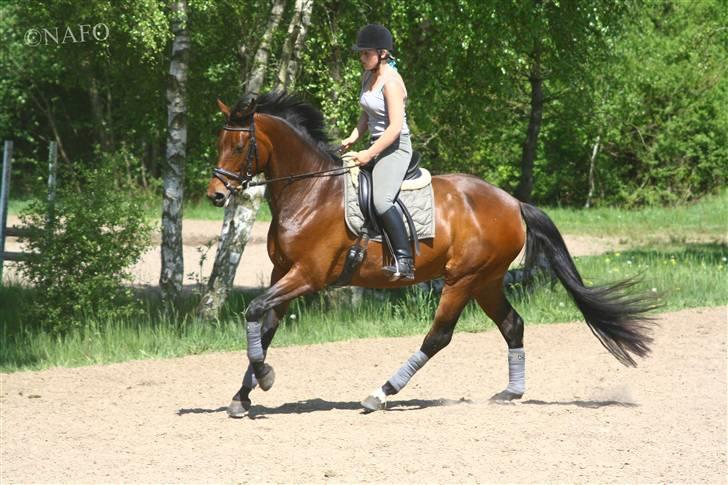 Dansk Varmblod Heinsgårdens Lavita RDH - Dejlig galop :P billede 4