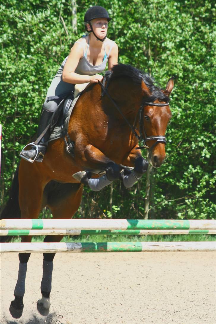 Dansk Varmblod Heinsgårdens Lavita RDH - Nanna ville have jeg skulle springe. Men rider i dressursadel derfor sidder jeg så grimt billede 5