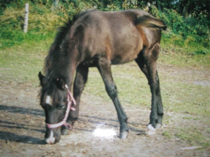 Welsh Mountain (sec A) Pegazus - gumle gumle ummm umm det smager godt billede 7
