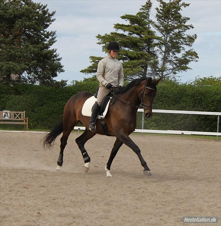 Dansk Varmblod Abezz Firfod DH:D  - 20  tak fordi i kiggede med;O) abezz i tarv igen:D foto: josefine Ibsen billede 18