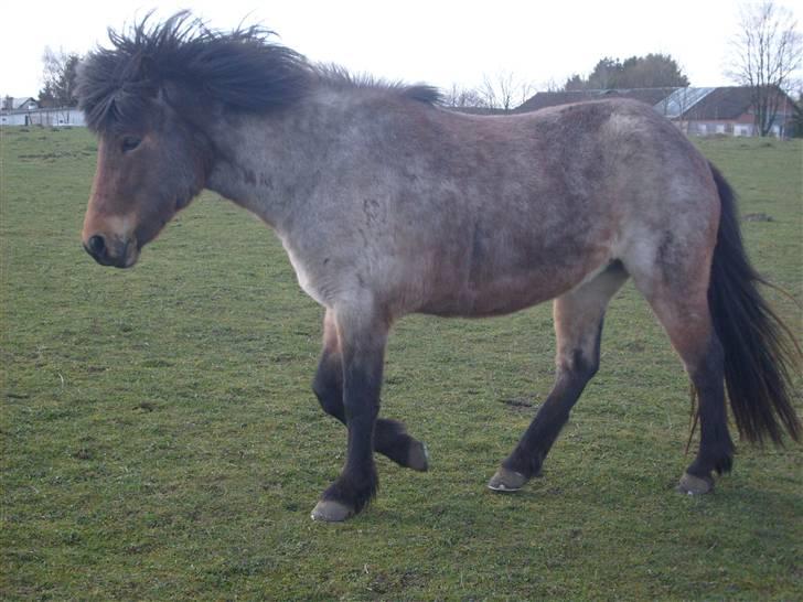 Islænder Lóa fra Alkenbjerggaard - mit yndlings bilede billede 9
