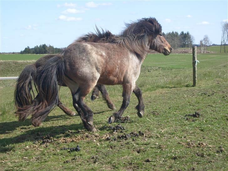 Islænder Lóa fra Alkenbjerggaard - galop på marken billede 10