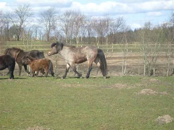 Islænder Lóa fra Alkenbjerggaard - trav billede 11