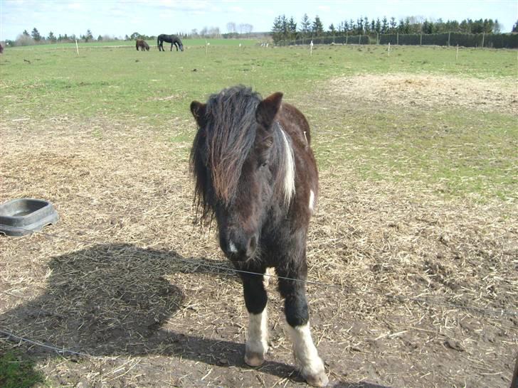 Shetlænder Laban  - jeg har en snip billede 8