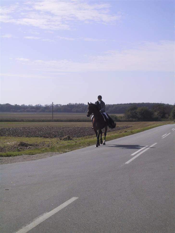 Dansk Varmblod Herkules (Filur) - På vej til KØR stævne 2007 billede 1