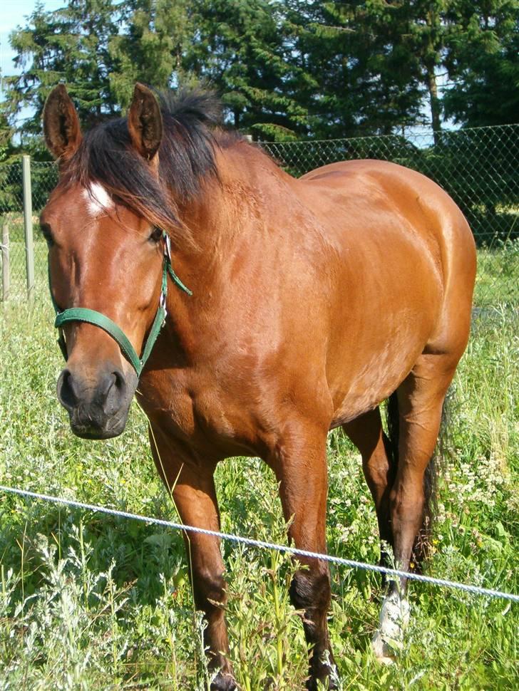Dansk Varmblod Herkules (Filur) - På ferie på Bøgelund, sammen med Hanne og Pembroke. billede 2