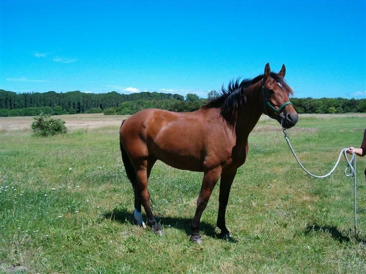 Dansk Varmblod Herkules (Filur) - Tur på Avnø, med Hanne og Pembroke. billede 3