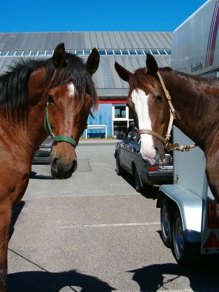 Dansk Varmblod Herkules (Filur) - Herkules og Pembroke på Avnø. billede 4