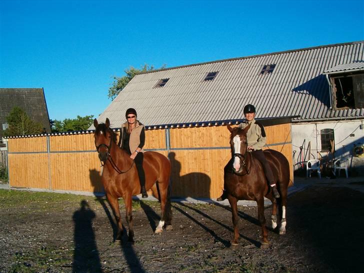 Dansk Varmblod Herkules (Filur) - Hanne/Pembroke og Mai/Herkules, ferie på Bøgelund. billede 5