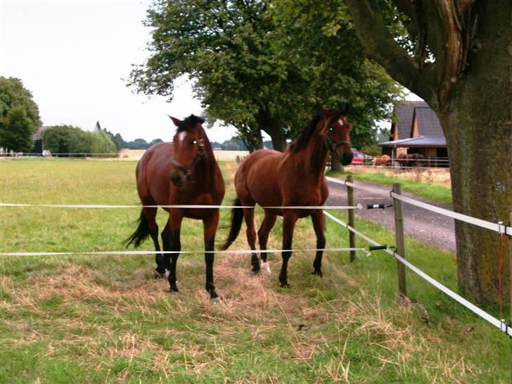 Dansk Varmblod Herkules (Filur) - Herkules og hans gode veninde Vanessa, da de stod på Stevns ridecenter. billede 6