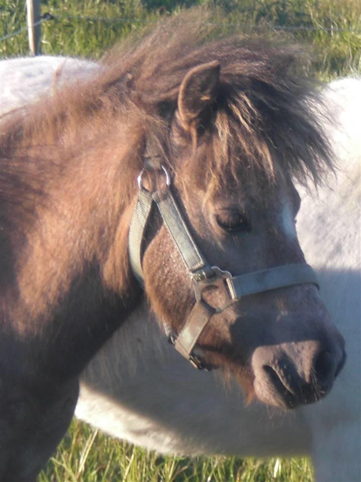 Shetlænder sirocco - super skønne sirocco  billede 1