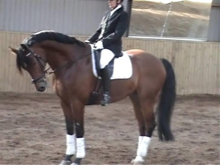 Dansk Varmblod Herkules (Filur) - Dressurstævne på Stevns. billede 7