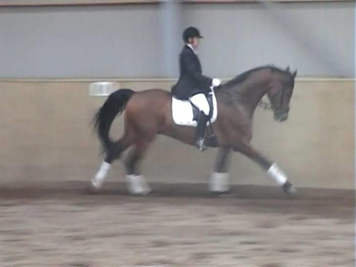 Dansk Varmblod Herkules (Filur) - Dressurstævne på Stevns billede 8