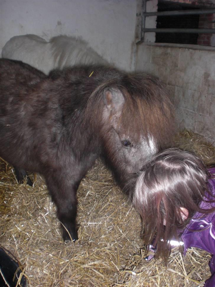 Shetlænder sirocco - hej camilla vil du snakke  billede 3