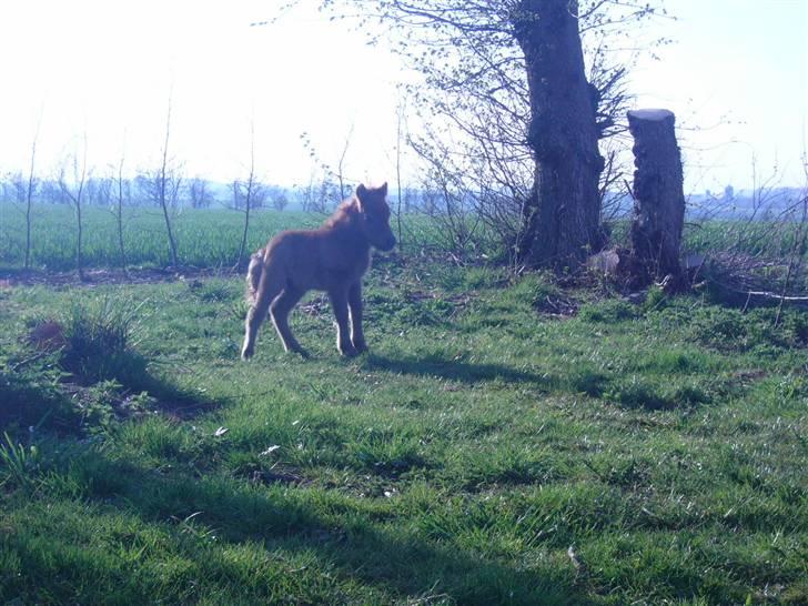 Shetlænder sirocco billede 4
