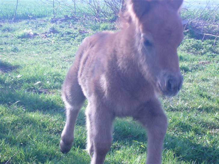 Shetlænder sirocco billede 5