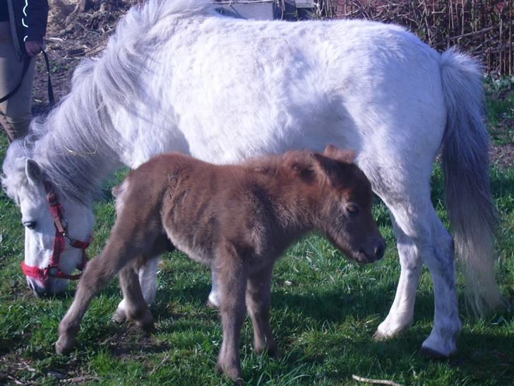 Shetlænder sirocco billede 6