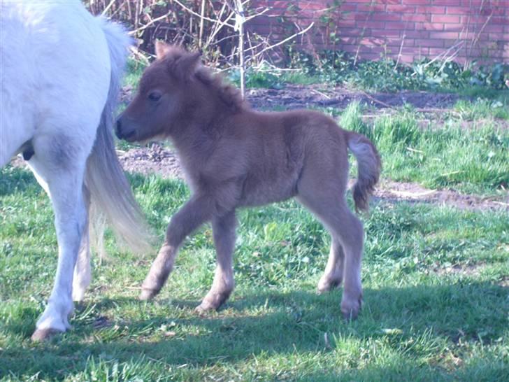Shetlænder sirocco billede 7