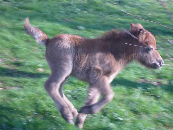 Shetlænder sirocco billede 8
