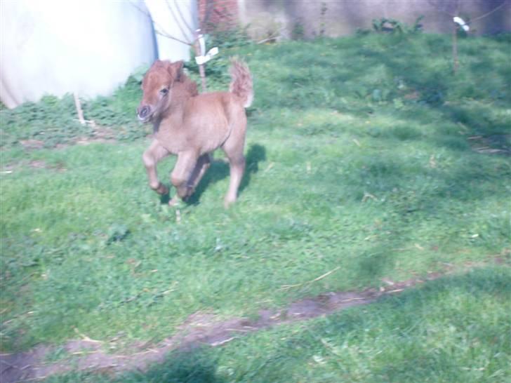 Shetlænder sirocco billede 9