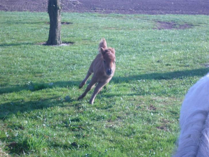 Shetlænder sirocco billede 10