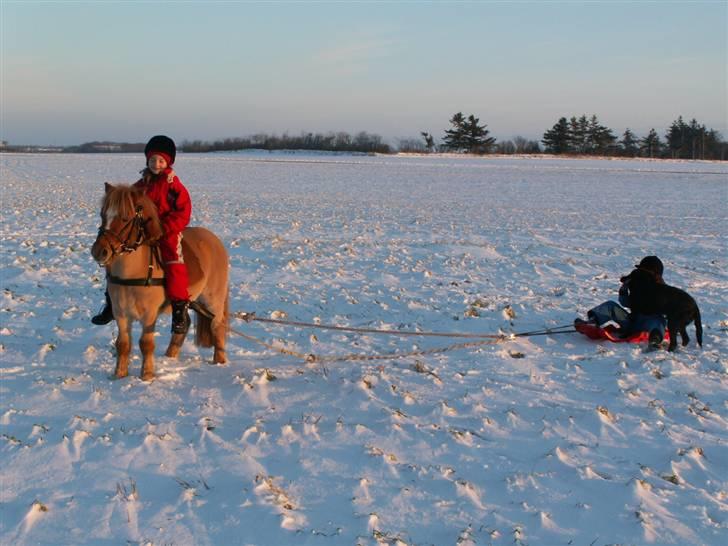 Shetlænder Laban¤solgt¤ - laban i sne´n billede 7
