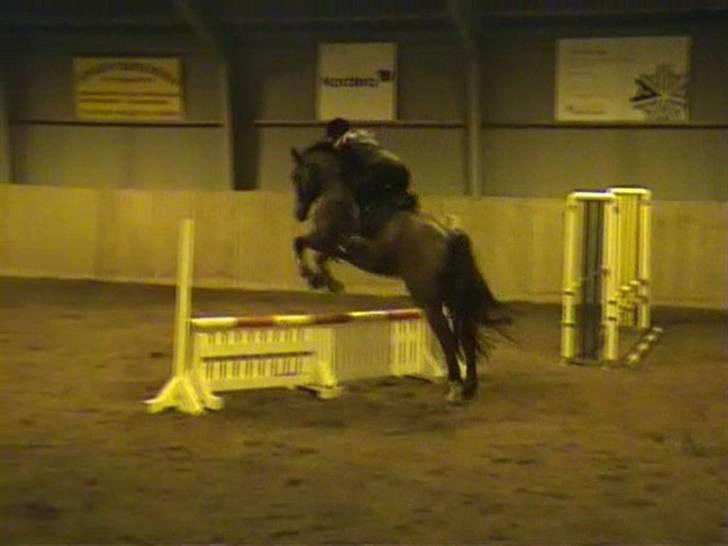 Dansk Varmblod Herkules (Filur) - Springundervisning billede 9