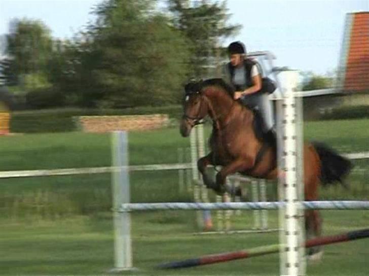 Dansk Varmblod Herkules (Filur) - Springning på Vindsebæk billede 10