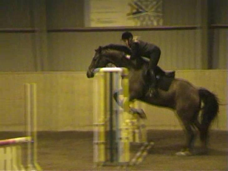 Dansk Varmblod Herkules (Filur) - Springundervisning Stevns billede 11