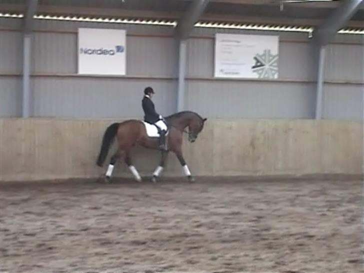 Dansk Varmblod Herkules (Filur) - Stævne Stevns billede 12