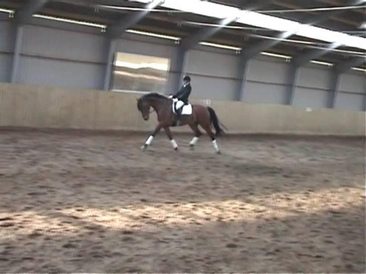 Dansk Varmblod Herkules (Filur) - Stævne Stevns billede 13