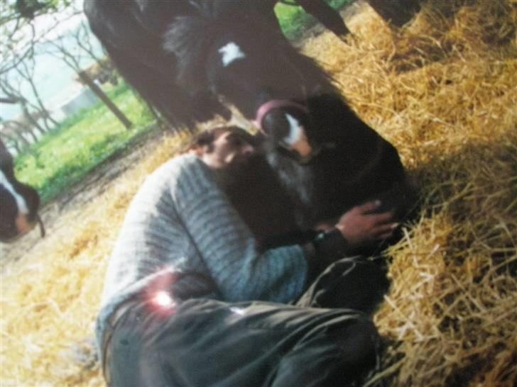 Welsh Mountain (sec A) Pegazus - her er han ca 4 år billede 11