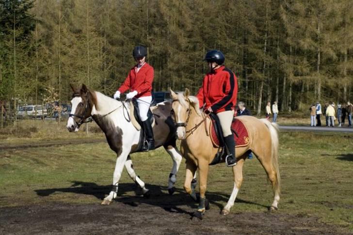 Palomino GulliBine Bint Maras billede 16