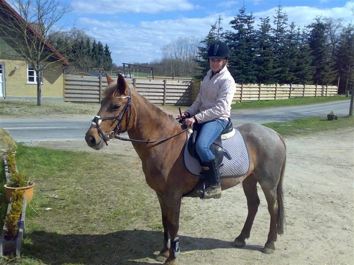 Connemara nelly<33 billede 7