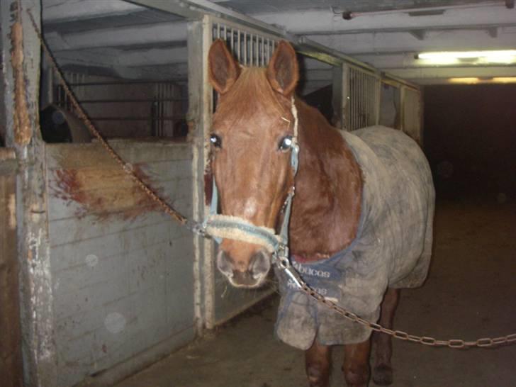 Connemara nelly<33 - hvor er du smuk<33 billede 8