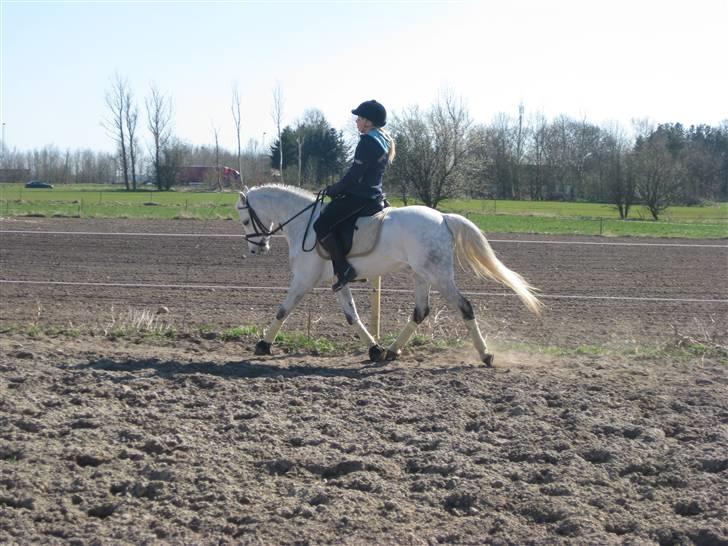 Welsh Pony (sec B) korreborgs nicholai  - savner haaam ! <3 billede 19
