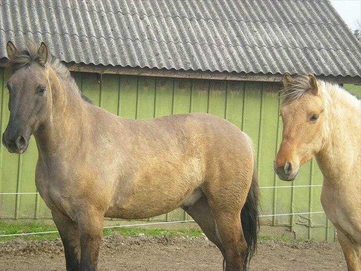 Anden særlig race Jannerupgård's Felix <3 billede 2